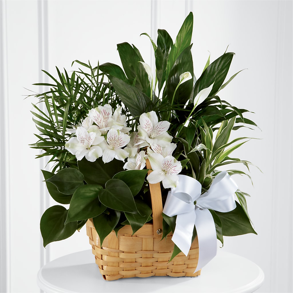 Peace & Serenity Dishgarden – Lemon Tree Florist, Kemp TX