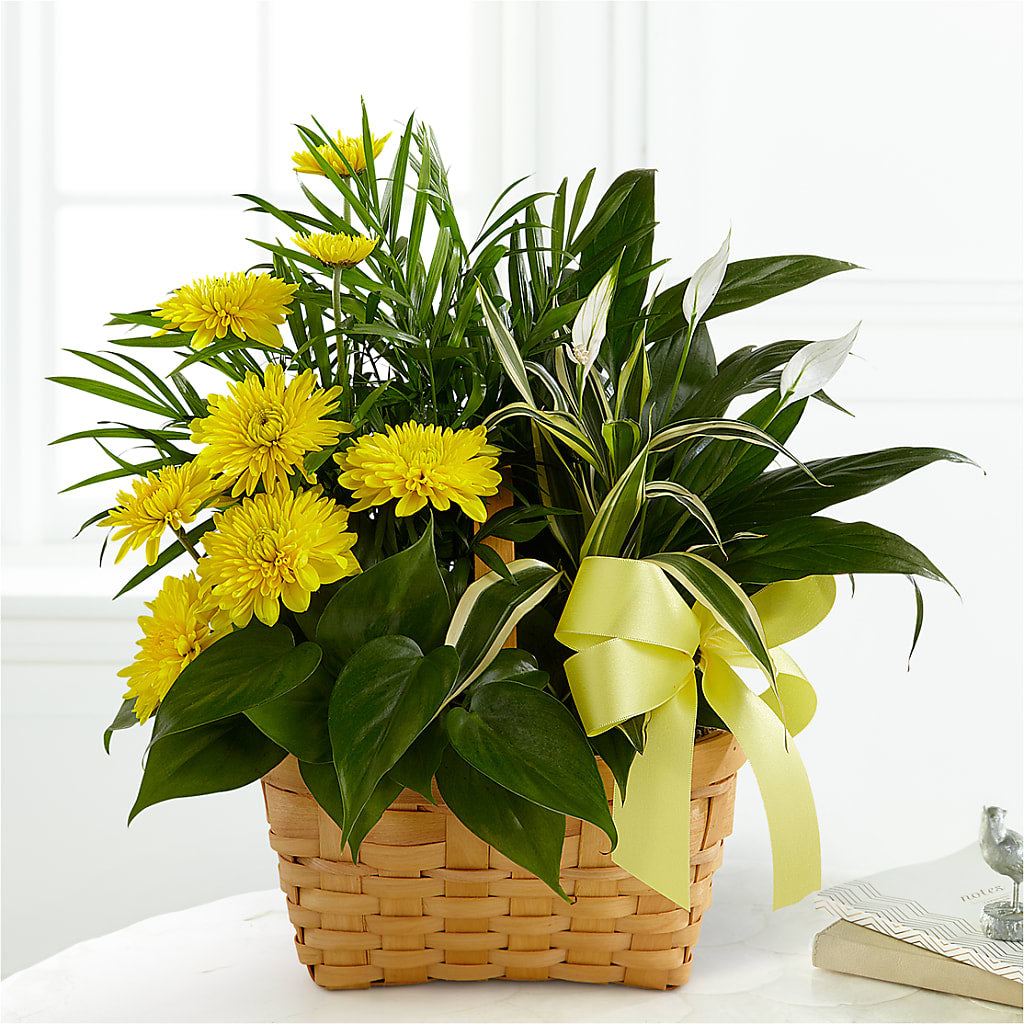 Loving Light Dishgarden – Lemon Tree Florist, Kemp TX