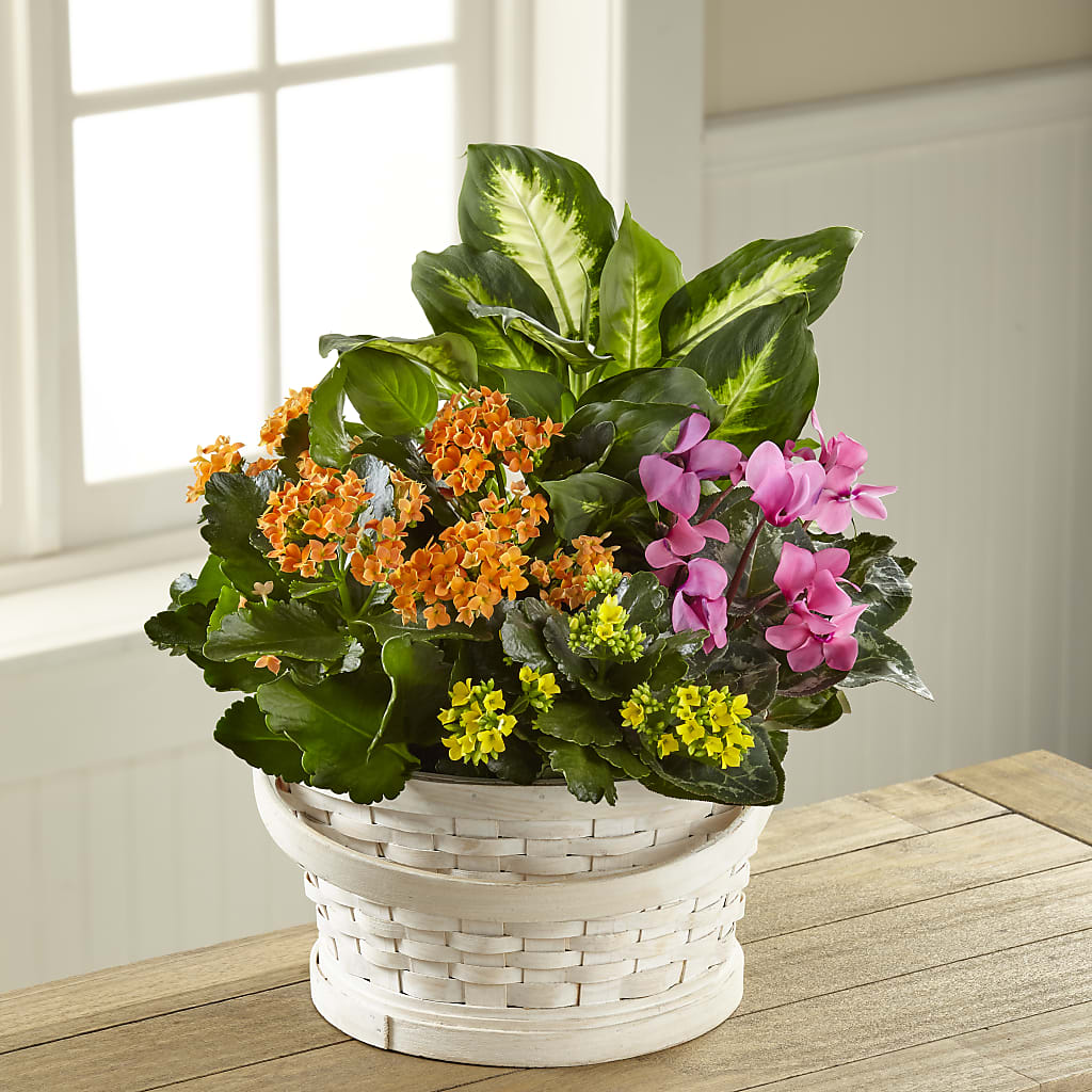Color Crush Dishgarden – Lemon Tree Florist, Kemp TX