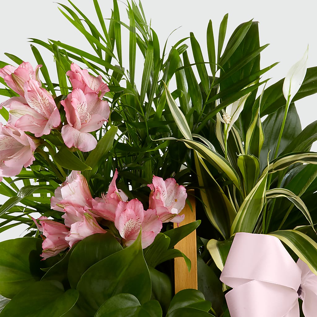 Living Spirit Dishgarden – Lemon Tree Florist, Kemp TX