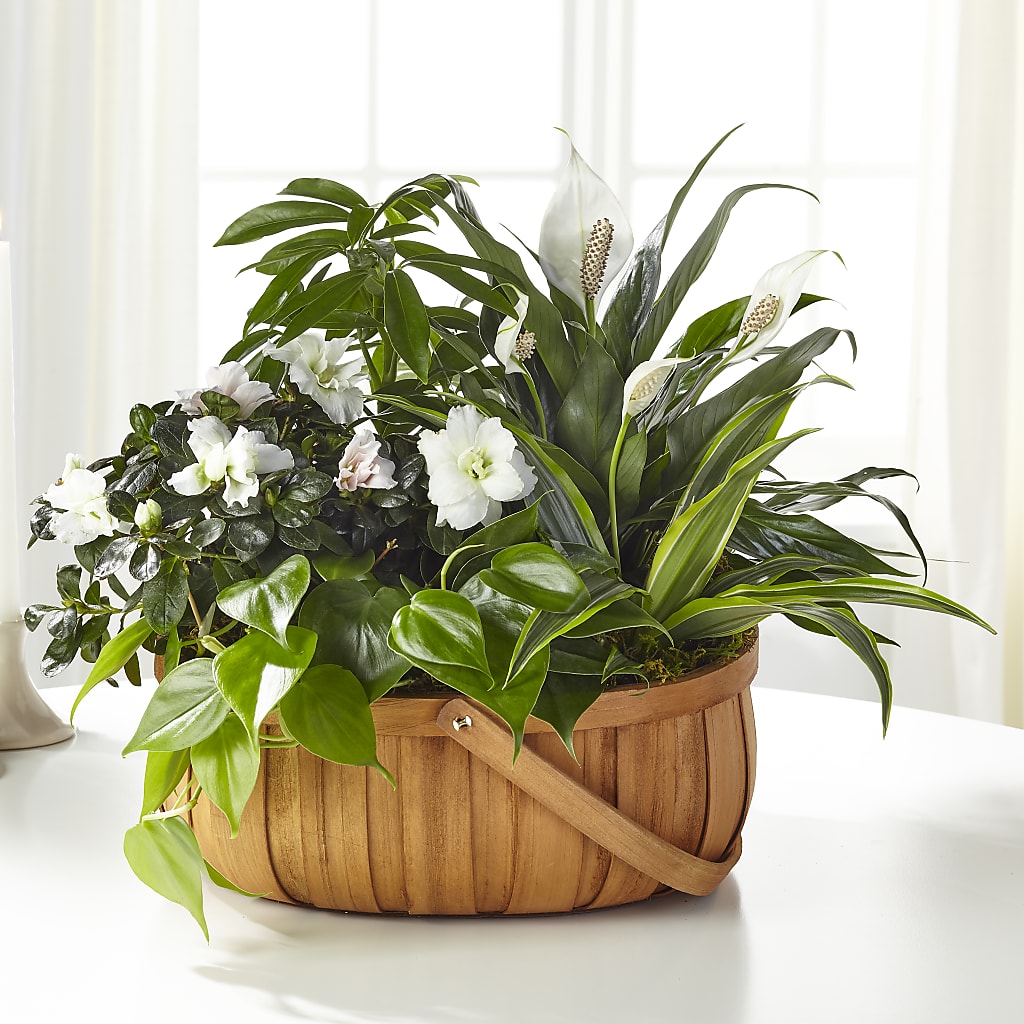 Serene Dishgarden – Lemon Tree Florist, Kemp TX