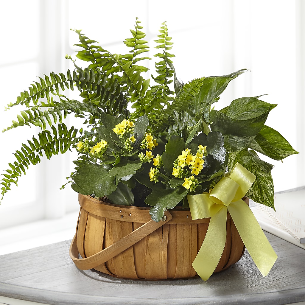 Always Dear Dishgarden – Lemon Tree Florist, Kemp TX