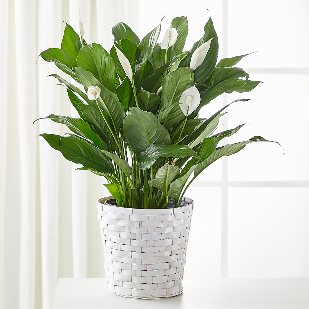A New Leaf Peace Lily – Lemon Tree Florist, Kemp TX
