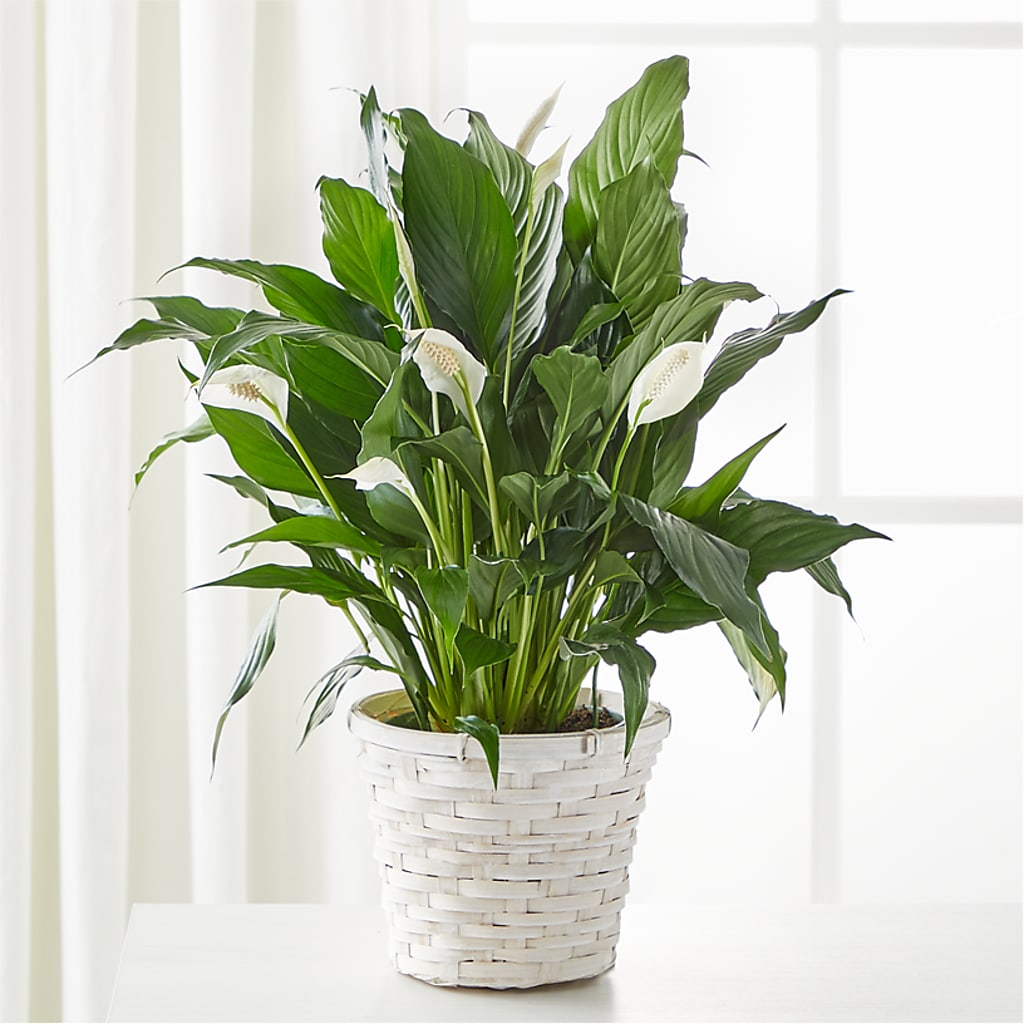 A New Leaf Peace Lily – Lemon Tree Florist, Kemp TX