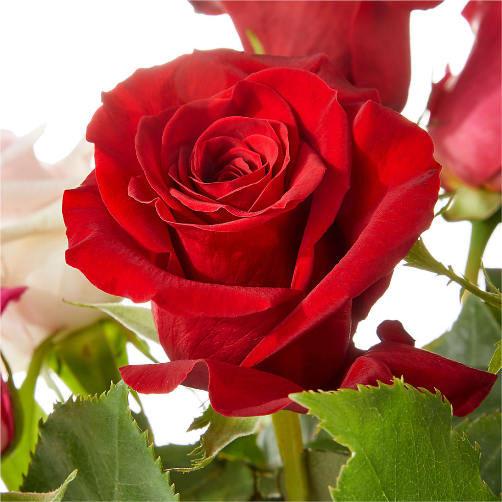 Love Notes Rose Bouquet – Lemon Tree Florist, Kemp TX