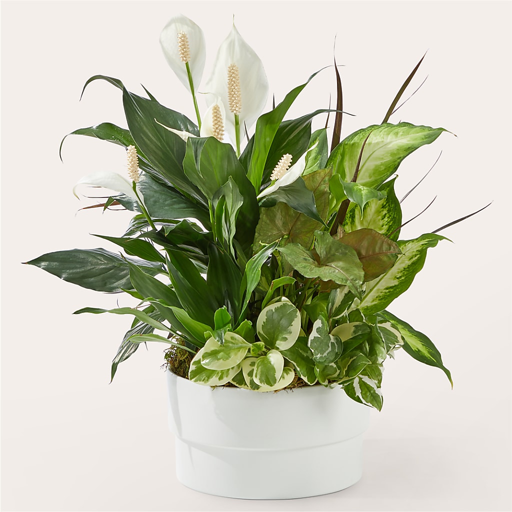 Radiating Positivity Dishgarden – Lemon Tree Florist, Kemp TX
