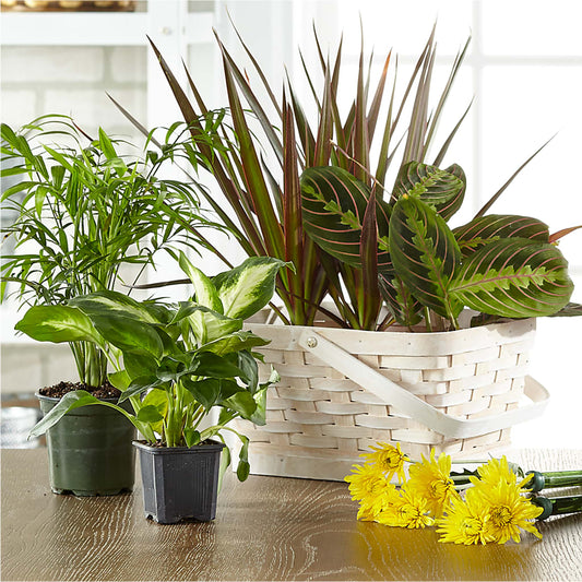 Florist Designed Blooming and Green Plants in a Basket –  Lemon Tree Florist, Kemp TX