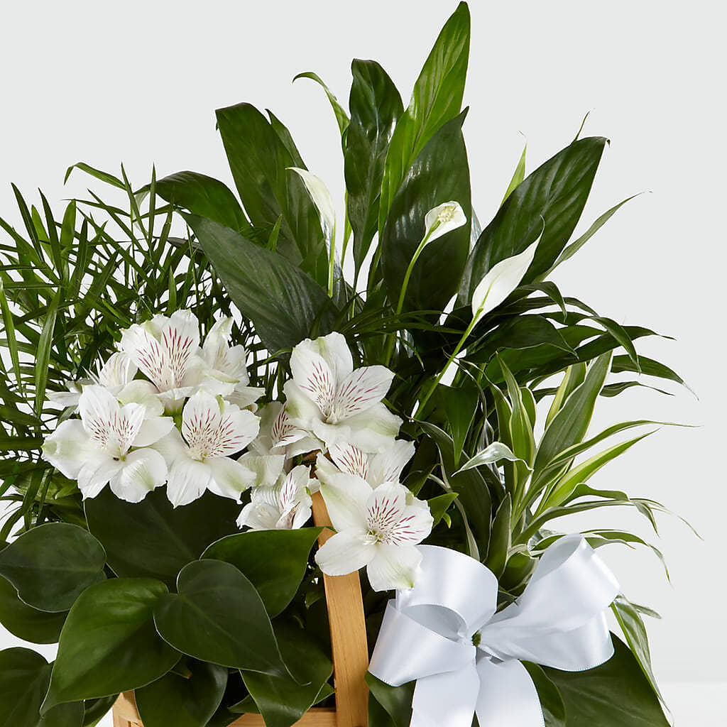 Peace & Serenity Dishgarden –  Lemon Tree Florist, Kemp TX