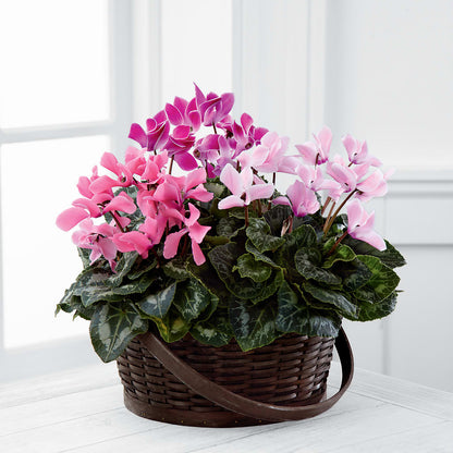 Mixed Cyclamen Planter –  Lemon Tree Florist, Kemp TX
