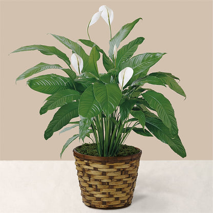 Tranquil Moments Peace Lily Plant –  Lemon Tree Florist, Kemp TX