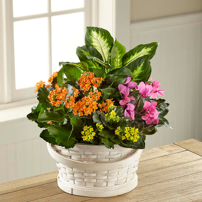 Color Crush Dishgarden –  Lemon Tree Florist, Kemp TX