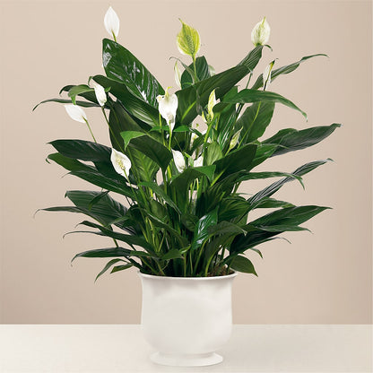 Comfort Planter –  Lemon Tree Florist, Kemp TX