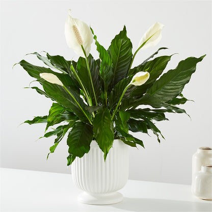 Comfort Planter –  Lemon Tree Florist, Kemp TX