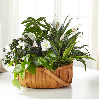 Serene Dishgarden –  Lemon Tree Florist, Kemp TX