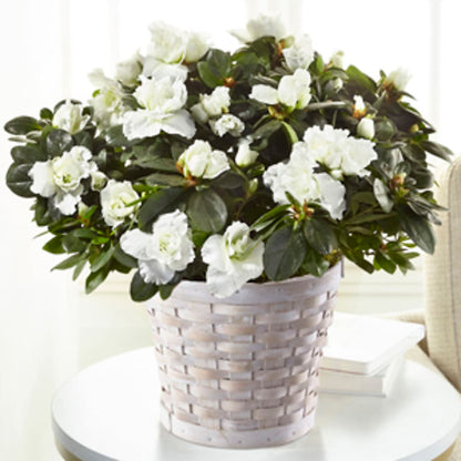 White Azalea Plant –  Lemon Tree Florist, Kemp TX