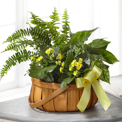 Always Dear Dishgarden –  Lemon Tree Florist, Kemp TX