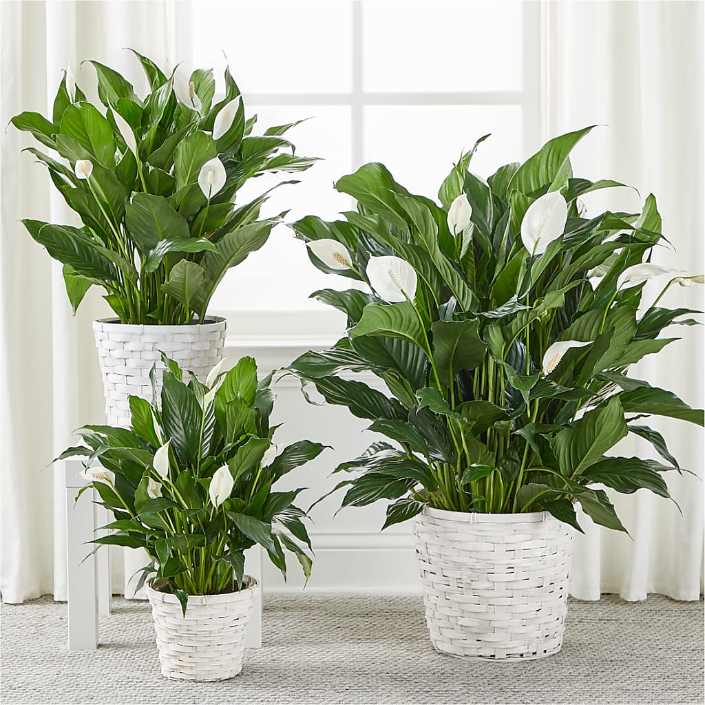 A New Leaf Peace Lily –  Lemon Tree Florist, Kemp TX
