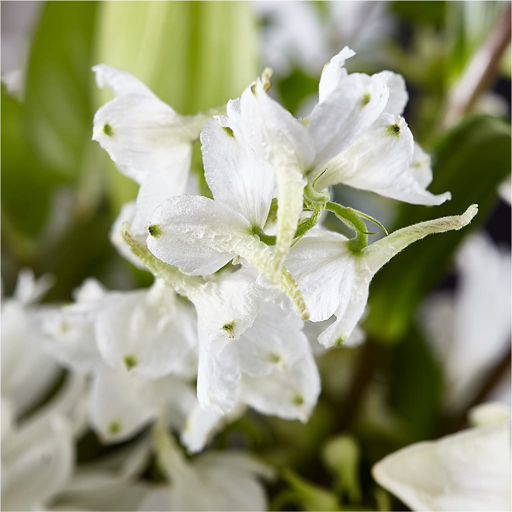 Classic Ivory – A Florist Original –  Lemon Tree Florist, Kemp TX